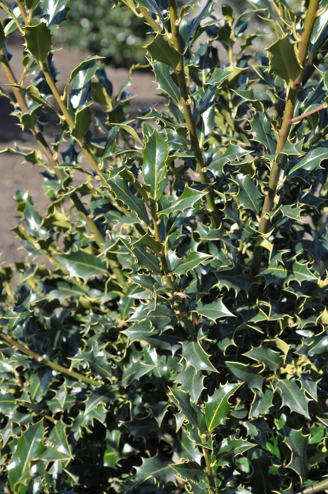 Ilex aquifolium 'Alaska'